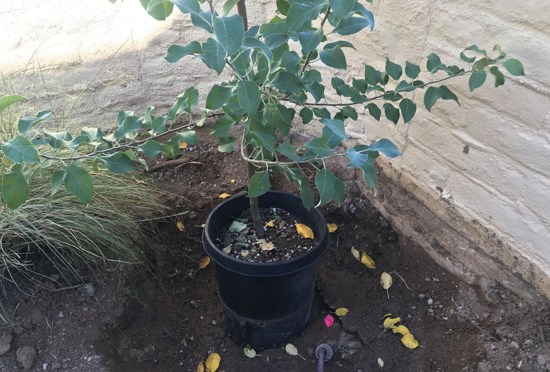 apple tree in pot being planted in Tucson in October