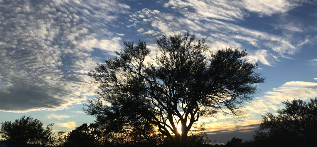 tucson desert tree sunset