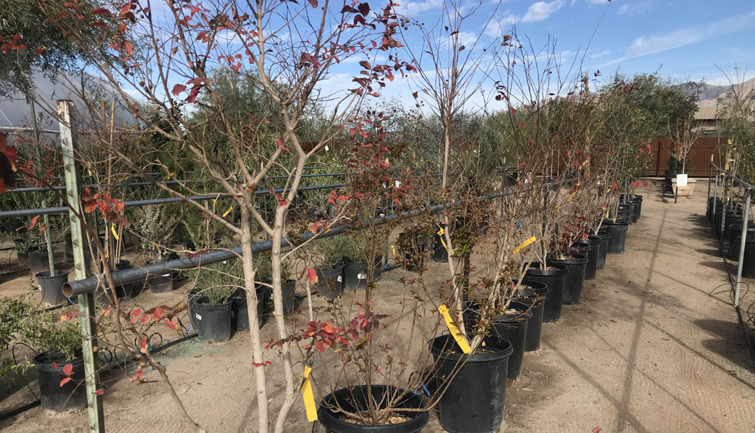 Varieties of trees for sale at Green Things, a plant nursery in Tucson Arizona