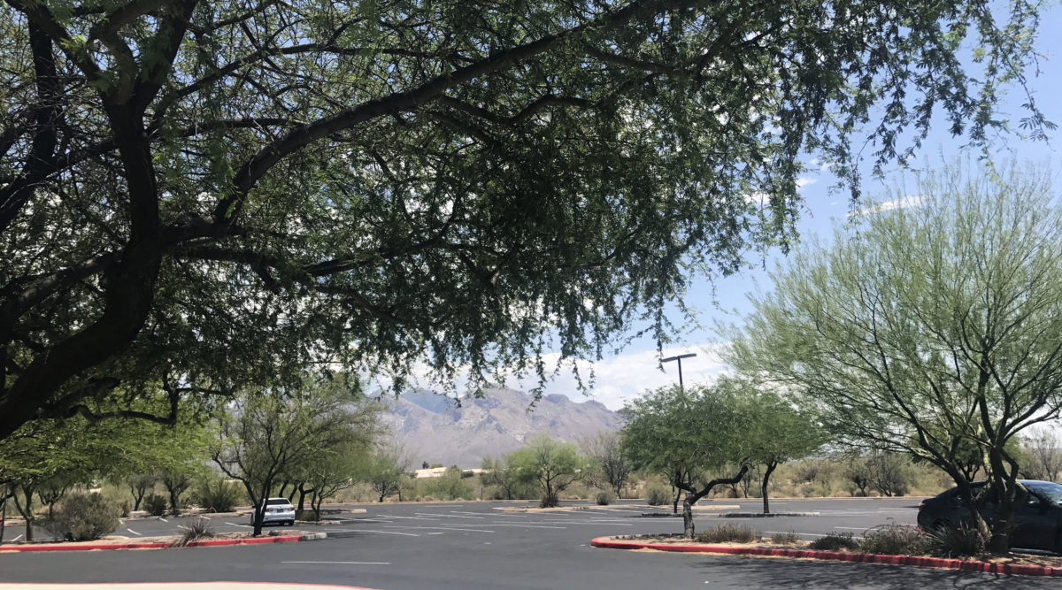 trees in parking lot