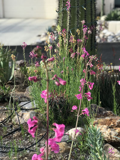 Wildflowers in a Tucson front yard