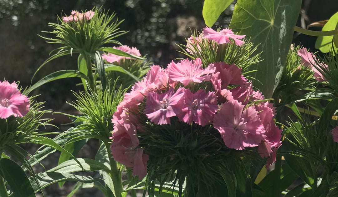 Purplish-pink flowers grow in a Tucson garden