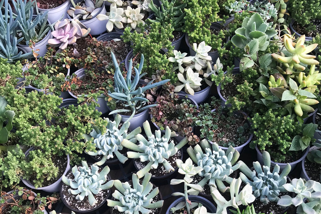 Varieties of succulent plants available at Green Things in Tucson Arizona