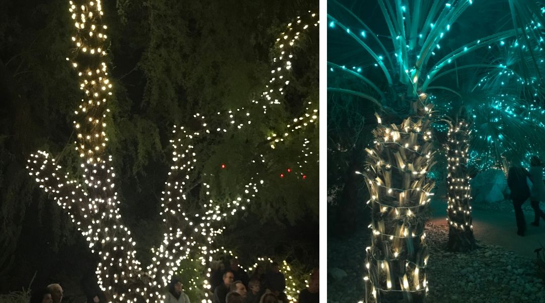 Christmas lights on Tucson trees