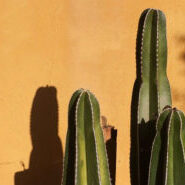 Cactus in Tucson yard