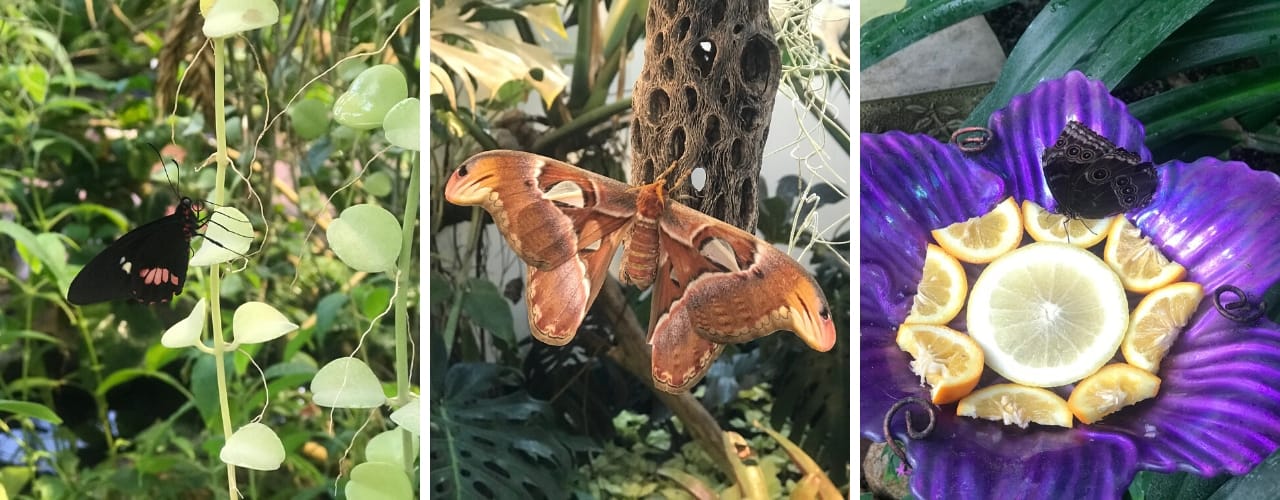 three photos of butterflies on various objects at the Tucson Botanical Garden