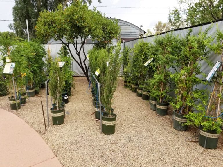 harlow gardens 11 768x576