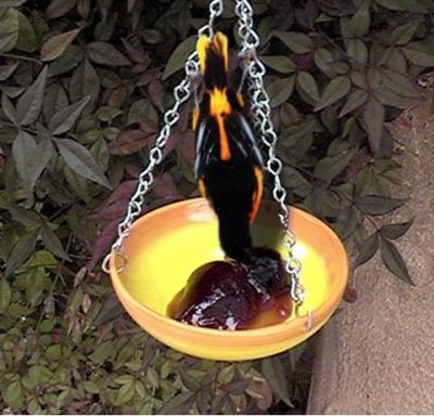 An oriole eating grape jelly from a feeder